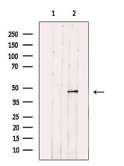 Invitrogen PDHA2 Polyclonal Antibody 100 μL; Unconjugated:Antibodies,