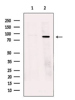 Invitrogen TBC1D10B Polyclonal Antibody 100 &mu;L; Unconjugated:Antibodies,
