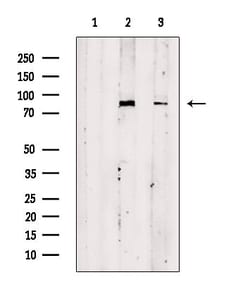 Invitrogen TBC1D10B Polyclonal Antibody 100 &mu;L; Unconjugated:Antibodies,
