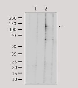 Invitrogen NEMF Polyclonal Antibody 100 μL; Unconjugated:Antibodies,