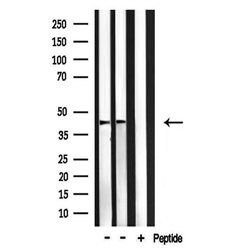 Invitrogen c-MAF Polyclonal Antibody 100 μL; Unconjugated:Antibodies,