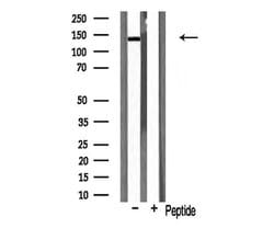 Invitrogen HGK Polyclonal Antibody 100 &mu;L; Unconjugated:Antibodies,