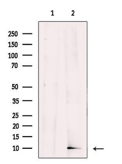 Invitrogen HMGN2 Polyclonal Antibody 100 &mu;L; Unconjugated:Antibodies,