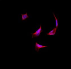 Invitrogen HARS Polyclonal Antibody 100 &mu;L; Unconjugated:Antibodies,