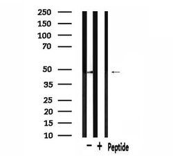 Invitrogen PRKAR2A Polyclonal Antibody 100 &mu;L; Unconjugated:Antibodies,