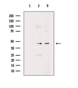 Invitrogen PRKAR2A Polyclonal Antibody 100 &mu;L; Unconjugated:Antibodies,