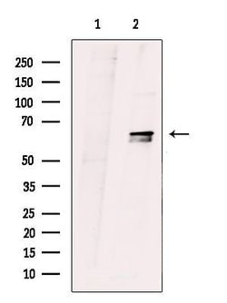 Invitrogen ZNF18 Polyclonal Antibody 100 &mu;L; Unconjugated:Antibodies,