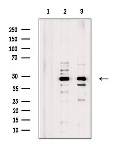 Invitrogen ZNF24 Polyclonal Antibody 100 &mu;L; Unconjugated:Antibodies,