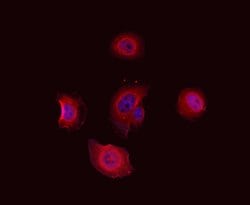 Invitrogen PKA beta Polyclonal Antibody 100 &mu;L; Unconjugated:Antibodies,