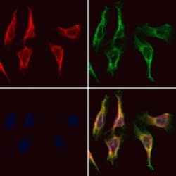 Invitrogen MARK3 Polyclonal Antibody 100 &mu;L; Unconjugated:Antibodies,