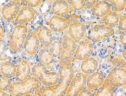 Invitrogen MARK3 Polyclonal Antibody 100 &mu;L; Unconjugated:Antibodies,