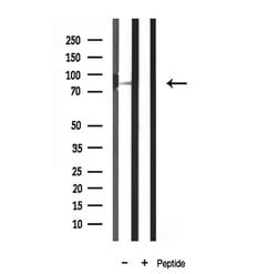 Invitrogen MARK3 Polyclonal Antibody 100 &mu;L; Unconjugated:Antibodies,