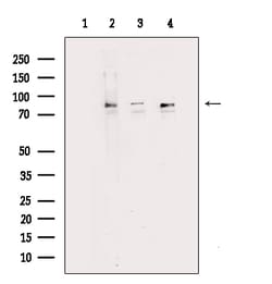 Invitrogen MARK3 Polyclonal Antibody 100 &mu;L; Unconjugated:Antibodies,