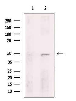 Invitrogen TEAD1 Polyclonal Antibody 100 &mu;L; Unconjugated:Antibodies,