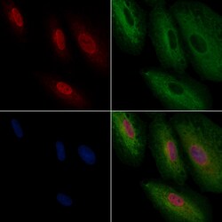Invitrogen TEAD1 Polyclonal Antibody 100 &mu;L; Unconjugated:Antibodies,
