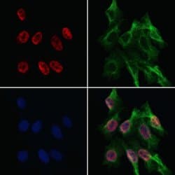 Invitrogen MZF1 Polyclonal Antibody 100 &mu;L; Unconjugated:Antibodies,