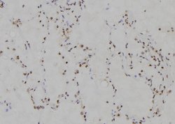 Invitrogen MZF1 Polyclonal Antibody 100 &mu;L; Unconjugated:Antibodies,