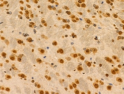 Invitrogen MZF1 Polyclonal Antibody 100 &mu;L; Unconjugated:Antibodies,