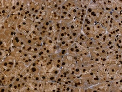 Invitrogen MZF1 Polyclonal Antibody 100 &mu;L; Unconjugated:Antibodies,