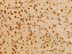 Invitrogen MZF1 Polyclonal Antibody 100 &mu;L; Unconjugated:Antibodies,