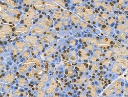 Invitrogen MZF1 Polyclonal Antibody 100 &mu;L; Unconjugated:Antibodies,