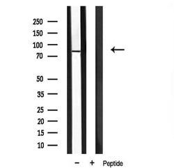 Invitrogen MZF1 Polyclonal Antibody 100 &mu;L; Unconjugated:Antibodies,