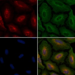 Invitrogen Cyclophilin F Polyclonal Antibody 100 &mu;L; Unconjugated:Antibodies,