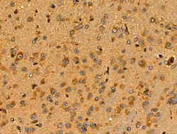 Invitrogen Cyclophilin F Polyclonal Antibody 100 &mu;L; Unconjugated:Antibodies,