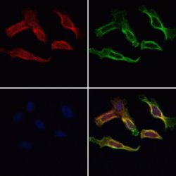 Invitrogen Cyclophilin F Polyclonal Antibody 100 &mu;L; Unconjugated:Antibodies,