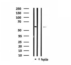 Invitrogen CSTF2 Polyclonal Antibody 100 &mu;L; Unconjugated:Antibodies