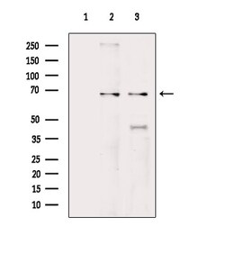 GRK5 Polyclonal Antibody, Invitrogen 100 &mu;L; Unconjugated:Antibodies,