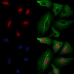 Invitrogen CLK2 Polyclonal Antibody 100 &mu;L; Unconjugated:Antibodies,