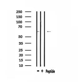 Invitrogen CLK2 Polyclonal Antibody 100 &mu;L; Unconjugated:Antibodies,