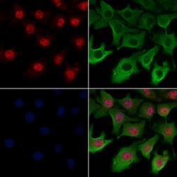 Invitrogen AKAP17A Polyclonal Antibody 100 &mu;L; Unconjugated:Antibodies,