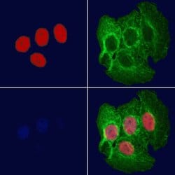 Invitrogen TEF Polyclonal Antibody 100 &mu;L; Unconjugated:Antibodies,