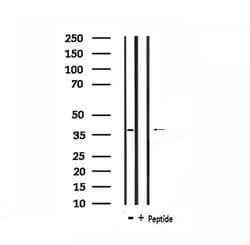 Invitrogen TEF Polyclonal Antibody 100 &mu;L; Unconjugated:Antibodies,