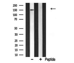 Invitrogen CHAF1A Polyclonal Antibody 100 &mu;L; Unconjugated:Antibodies,