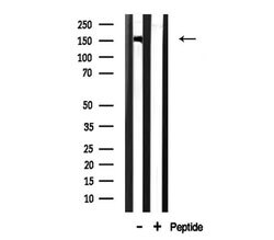 Invitrogen CHAF1A Polyclonal Antibody 100 &mu;L; Unconjugated:Antibodies,