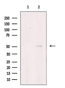 Invitrogen ITPK1 Polyclonal Antibody 100 &mu;L | Buy Online | Invitrogen&trade; | Fisher Scientific