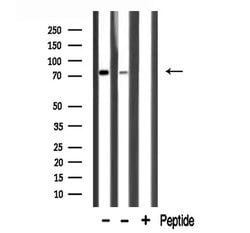 Invitrogen HLX Polyclonal Antibody 100 μL; Unconjugated:Antibodies,