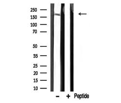 Invitrogen TRAP220 Polyclonal Antibody 100 &mu;L | Buy Online | Invitrogen&trade; | Fisher Scientific