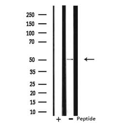 Invitrogen NFIL3 Polyclonal Antibody 100 &mu;L; Unconjugated:Antibodies,