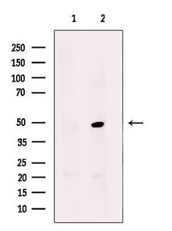 Invitrogen AGPAT9 Polyclonal Antibody 100 μL; Unconjugated:Antibodies,
