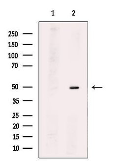 TSSC1 Polyclonal Antibody, Invitrogen™