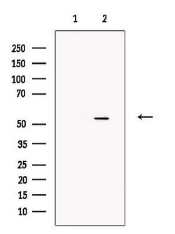 Invitrogen STEAP4 Polyclonal Antibody 100 &mu;L; Unconjugated:Antibodies,