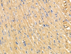 Invitrogen MARK2 Polyclonal Antibody 100 &mu;L; Unconjugated:Antibodies,