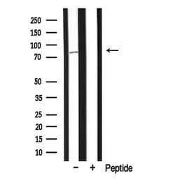 Invitrogen MARK2 Polyclonal Antibody 100 &mu;L; Unconjugated:Antibodies,