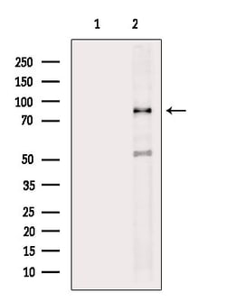 Invitrogen MARK2 Polyclonal Antibody 100 &mu;L; Unconjugated:Antibodies,