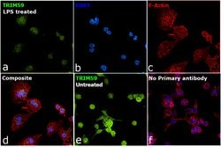 Invitrogen TRIM59 Polyclonal Antibody 100 &mu;L; Unconjugated:Antibodies,