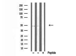 Invitrogen TRIM59 Polyclonal Antibody 100 &mu;L; Unconjugated:Antibodies,